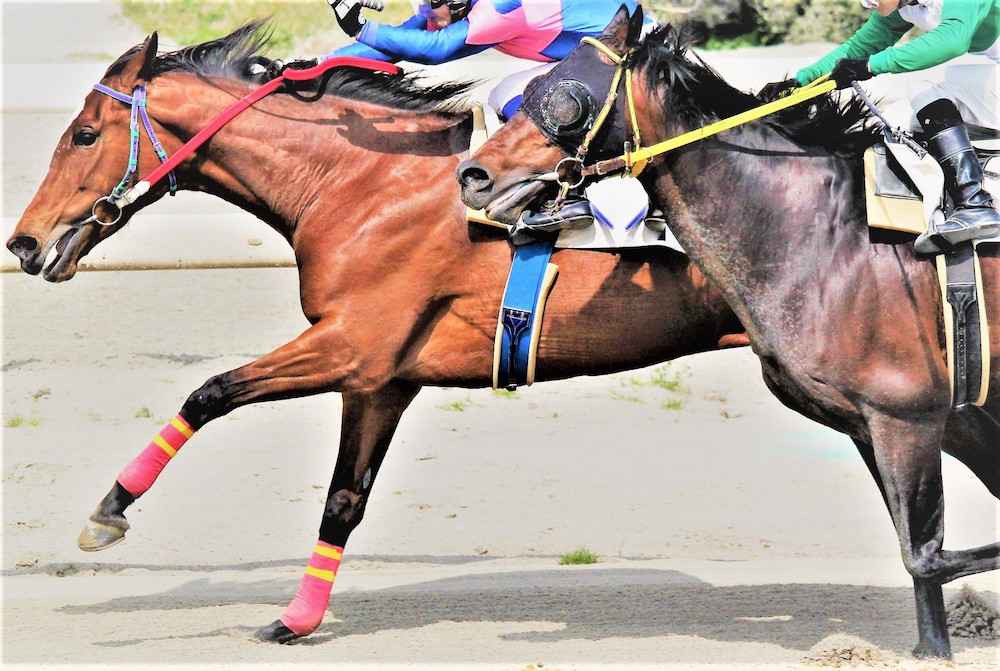 競馬セブンってどう？？